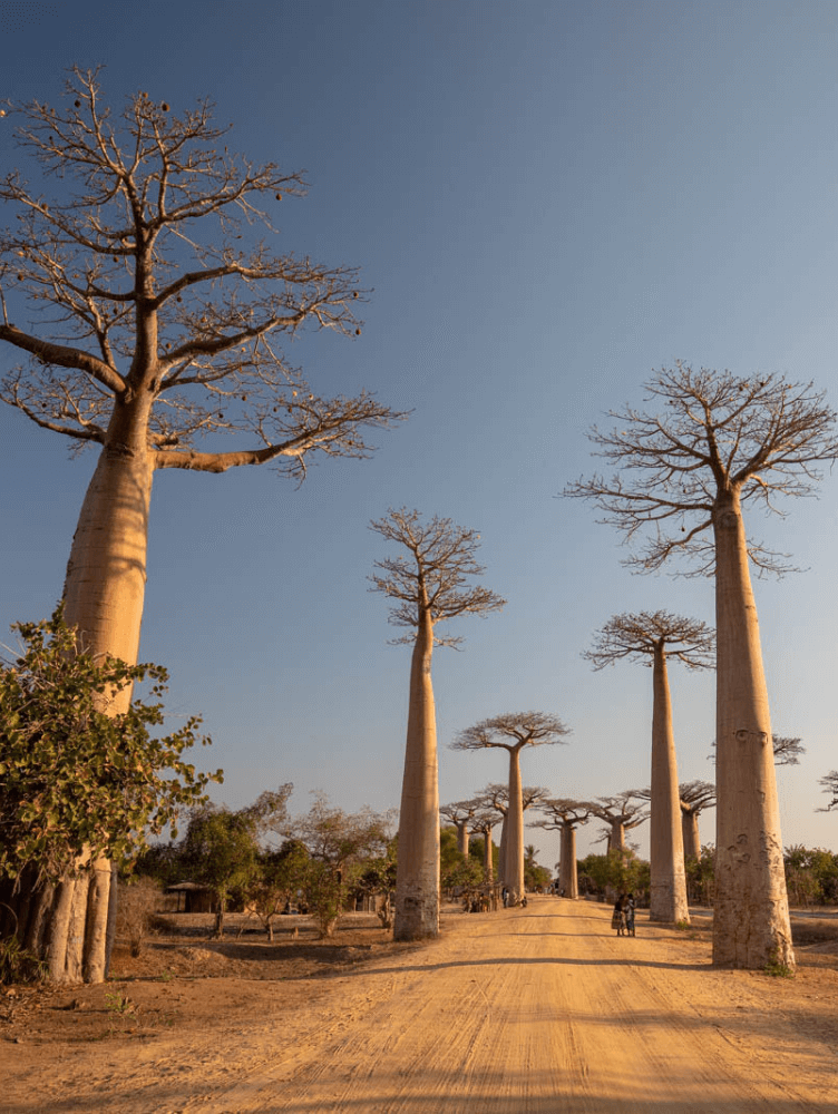 Baobab Alley Madagascar