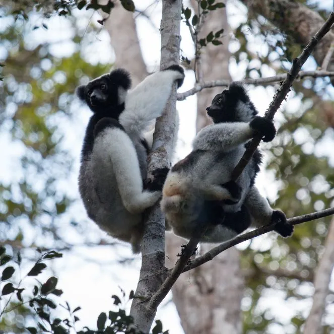 Indri-Lemur-Madagascar