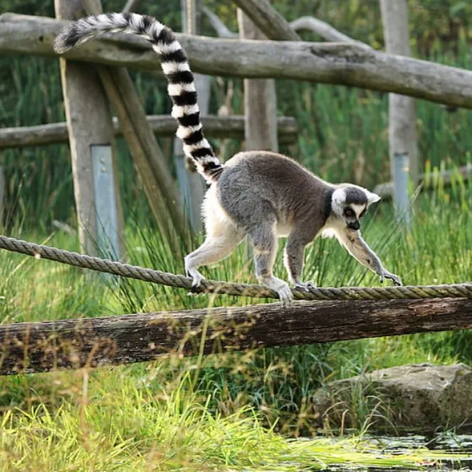 Lemur Madagascar